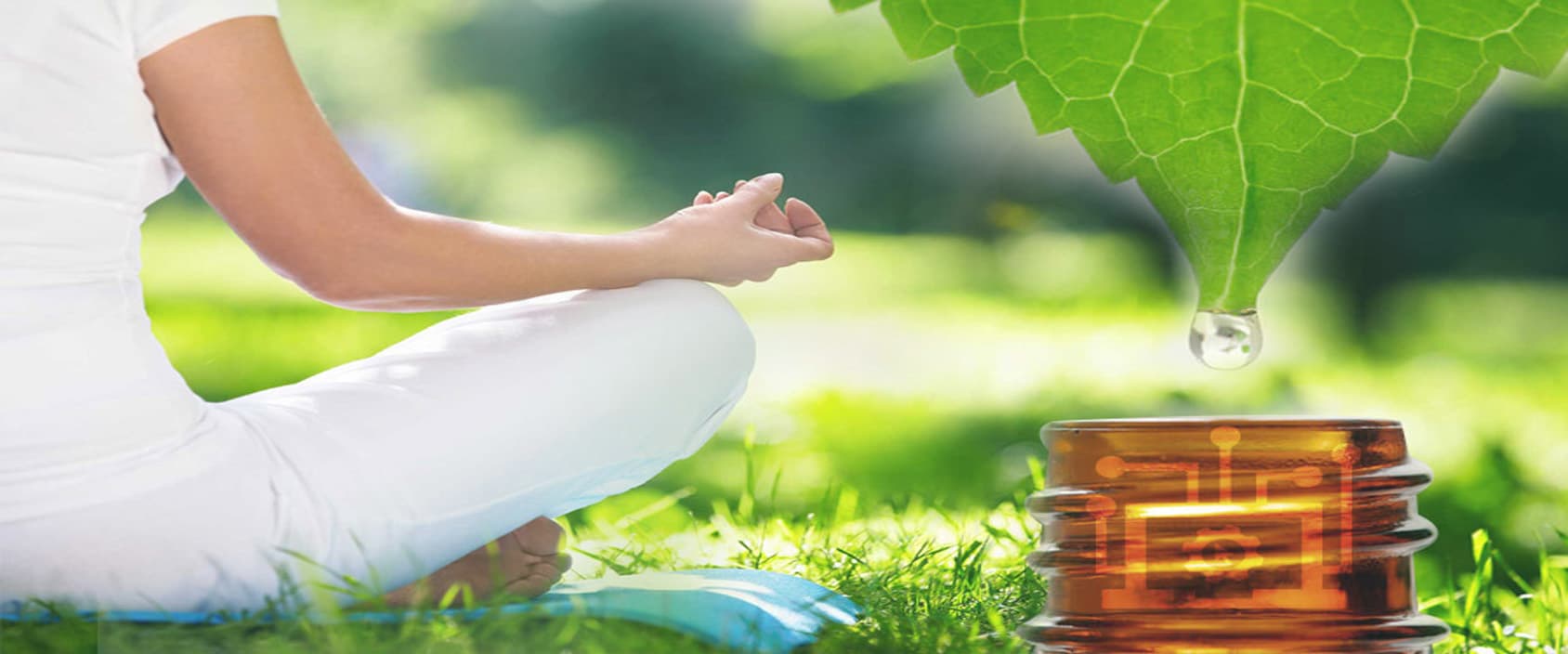 Phytotherapie: Pflanzliche Heilmittel in der modernen Naturmedizin