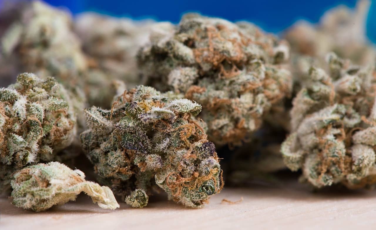 CBD Blüten kaufen – Entdecke unsere günstigen und hochwertigen Blüten