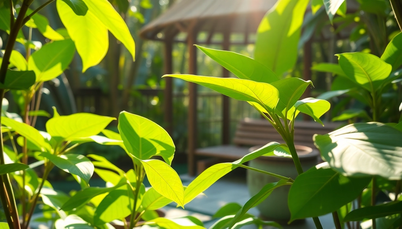 Erleben Sie die natürliche Pracht von Kratom-Pflanzen, inspiriert von https://www.kratombird.de, in einem entspannenden thailändischen Garten.